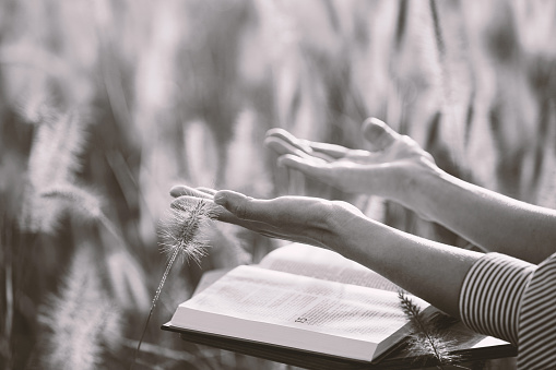 Christian woman raising her hands in prayer while reading the bible in a peaceful reed and barley field on a sunny autumn day