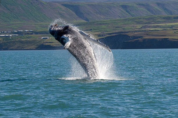 Whale Show Whale show near Husavik City in Iceland. iceland whale stock pictures, royalty-free photos & images