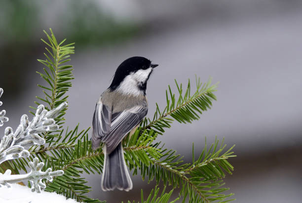 istock Black-capped Chickadee in the snow 1442195778