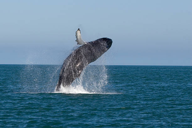 istock A whale breeching the surface of the water 144219579