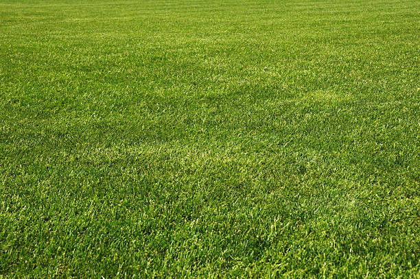 istock Endless field of fresh green grass 144219616