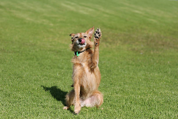 Cute scruffy brown terrier dog licking her nose as she does a high five paw wave. Shallow depth of field. Clever dog, the Bailey lightbox