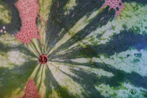 Watermelon detail for background with lot of copy space