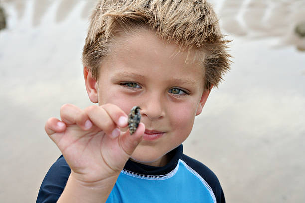 Boy da un cangrejo ermitaño de la marisma. - foto de stock