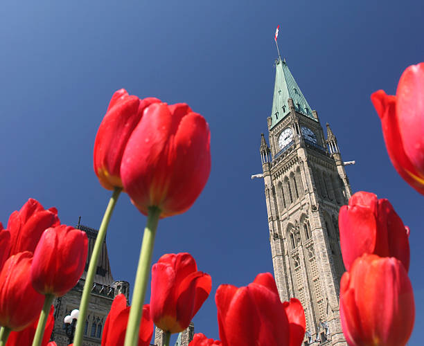 istock Peace Tower betwen tulips 144219730