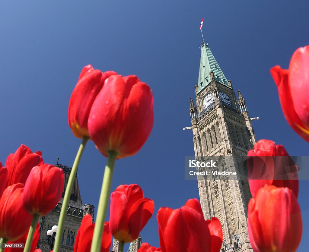 Paz Tower betwen tulipas - Foto de stock de Ottawa royalty-free