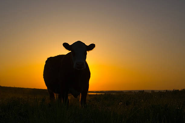 Cow standing with the morning sun behind her. stock photo