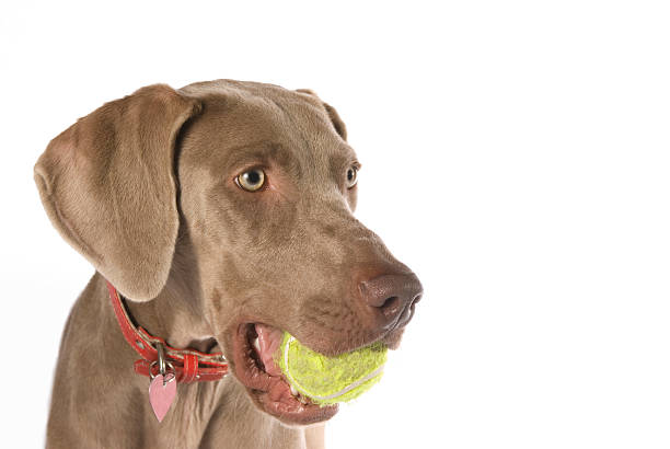 istock Weimaraner with tennis ball 144219762