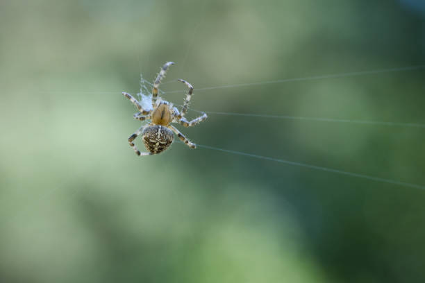 araignée croisée rampant sur un fil d’araignée. peur d’halloween. un chasseur utile parmi les - cross spider photos et images de collection