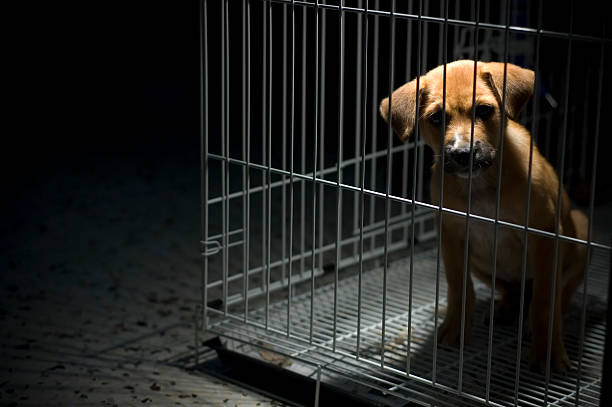 Please Free Me! A sad looking puppy wanted to come out from his cage. Be kind to all animals. animal welfare photos stock pictures, royalty-free photos & images