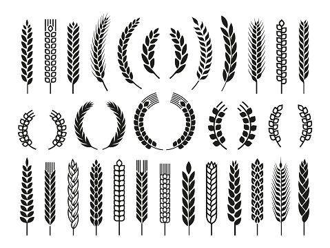Wheat barley ears, oat isolated frames and wreaths. Grains graphic, rice or malt icons. Gluten pictogram, cereal silhouettes vector set, agriculture symbols of barley and wheat spikelet illustration