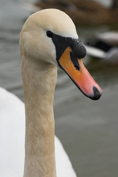 Swan stock photo