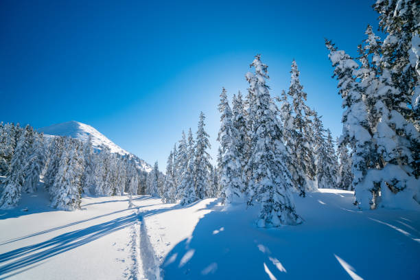 istock snow covered conifer trees and mountains with clear blue sky 1442202396
