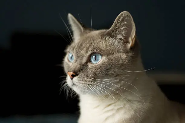 Beautiful blue-eyed siamese cat with ears pointed.