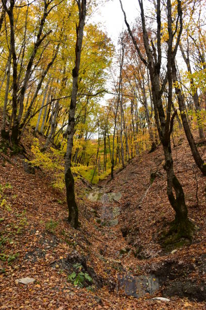 istock Bright colors of the autumn forest. 1442203842