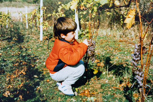 Little boy harveting grapes during eighties