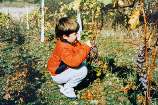 mały chłopiec harujący winogrona w latach osiemdziesiątych - orchard child crop little boys zdjęcia i obrazy z banku zdjęć
