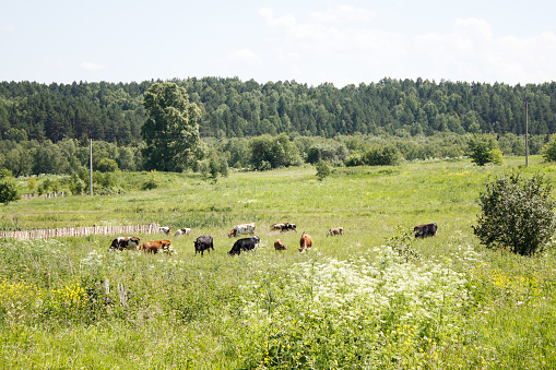 rural landscape with grazing cows in siberia on summer day