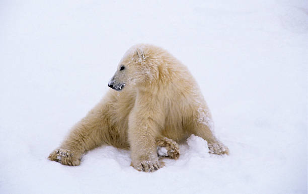 istock Polar bear cub of the year 144220574