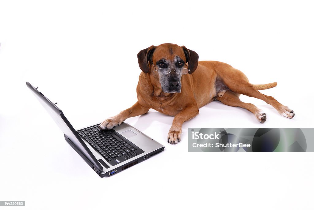 Cão trabalhando no laptop - Foto de stock de Animais Machos royalty-free