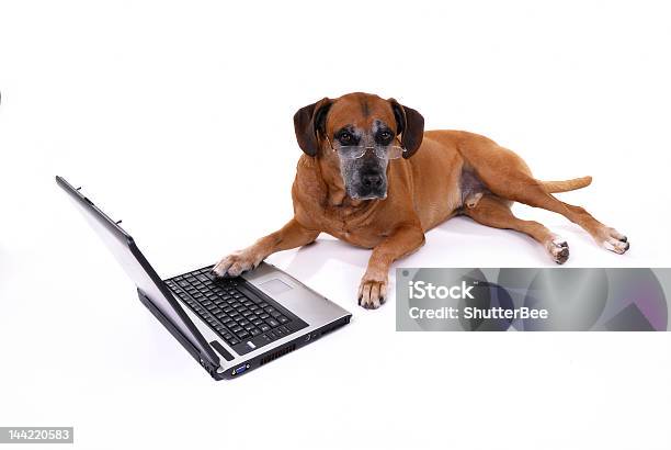 Foto de Cão Trabalhando No Laptop e mais fotos de stock de Animais Machos - Animais Machos, Animal, Computador