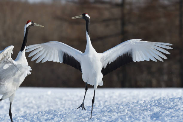 istock Bird watching, red-crowned crane, in
 winter 1442206887