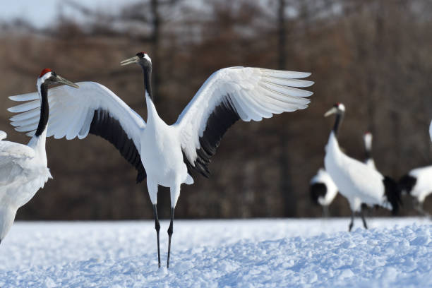 istock Bird watching, red-crowned crane, in winter 1442206888