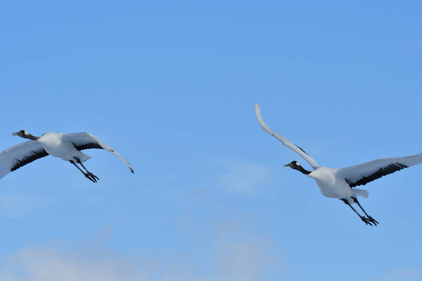 istock Bird watching, red-crowned crane, in winter 1442206954