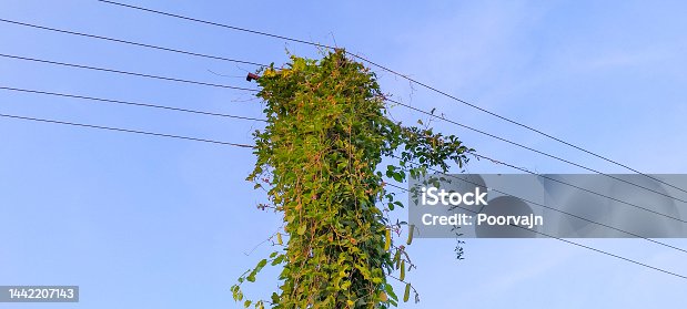 istock Green creeper plants messy communication cable and electric power line pole with creeper plants
Vines on electric poles and power lines. 1442207143