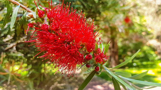 A red flower blooming on a weeping callistemon or red bottle bushes, in early spring in a park area