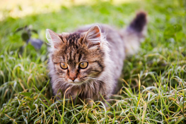 istock Brown fluffy tabby kitten walks in the grass 1442208114