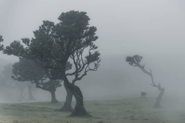 istock Magical Fanal Forest on Madeira 1442209018