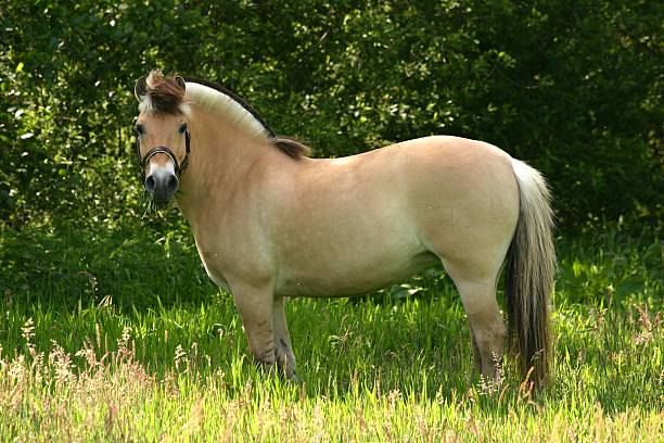 brown dun poney de race fjord - corps dun animal photos et images de collection