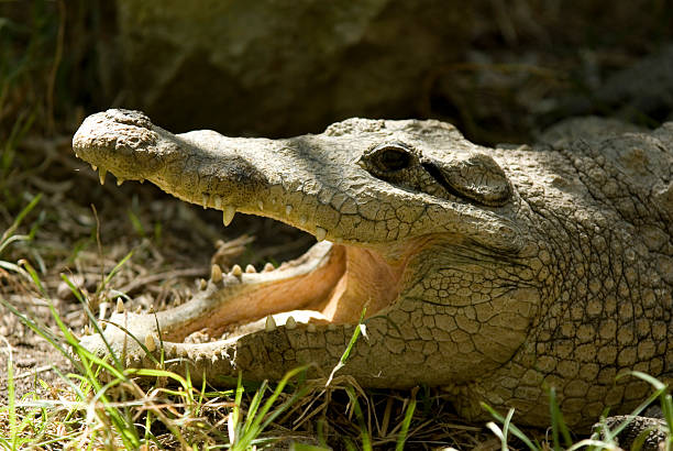 istock Close up of a crocodile 144221142