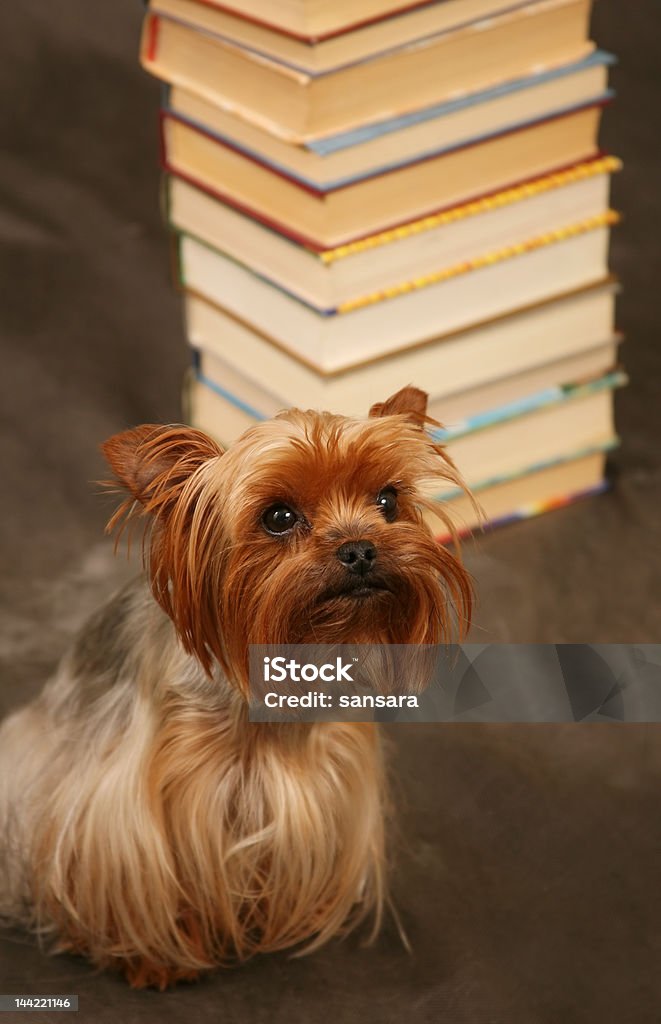 Yorkshire terrier - Lizenzfrei Behaart Stock-Foto