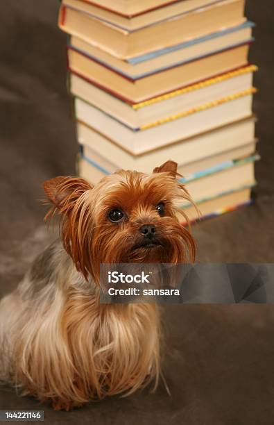 Yorkshire Terrier Stockfoto und mehr Bilder von Behaart - Behaart, Bildung, Braun