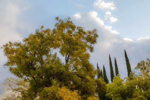 three  3d cypress on white background