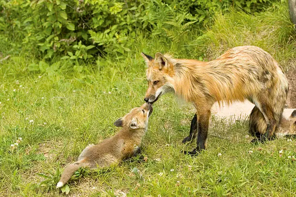 Red fox with young