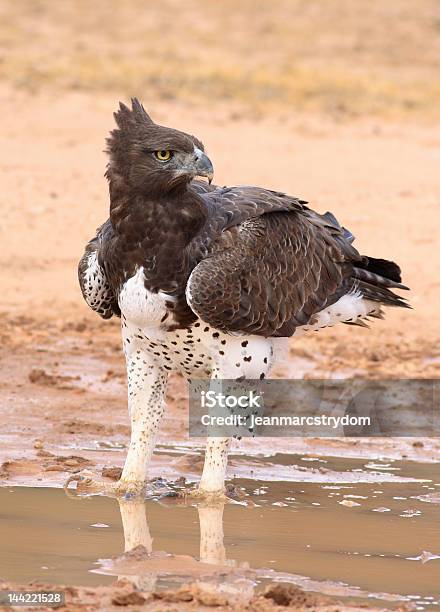 武術イーグルpolemaetus Bellicosus - カラハリトランスフロンティア公園のストックフォトや画像を多数ご用意 - カラハリトランスフロンティア公園, カラハリ砂漠, ゴマバラワシ