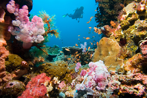 Scuba diver in a typical indonesia coral garden