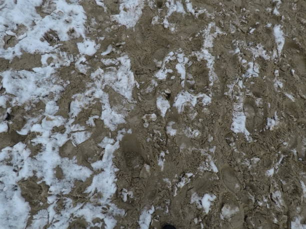 istock Beach at Baltic Sea in winter 1442215918