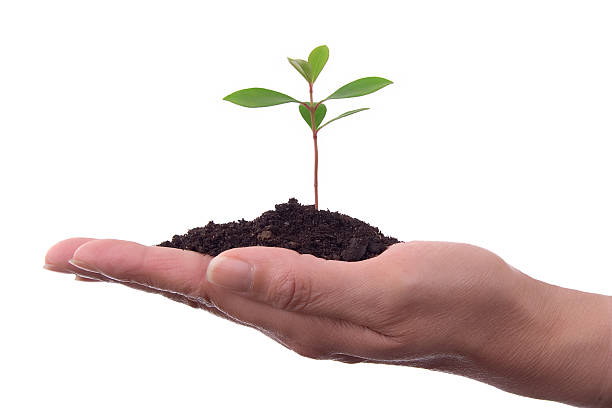 Human_hand_with_plant - foto de stock