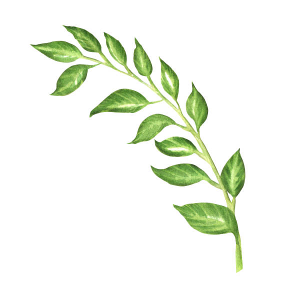 istock Hand-painted watercolor branch of leaves. Bright green isolated element 1442216654