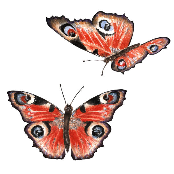 650+ Orange And Black Butterflies Drawing Stock Photos, Pictures ...
