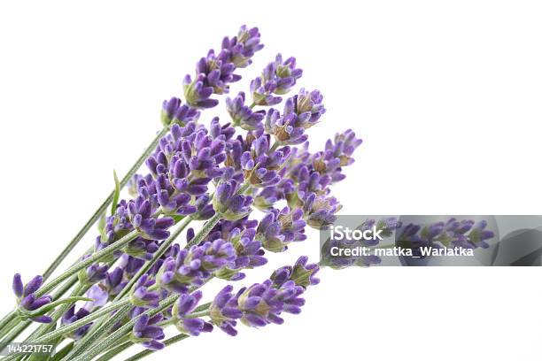 Tappo Lavanda - Fotografie stock e altre immagini di Bellezza - Bellezza, Bouquet, Colore lavanda