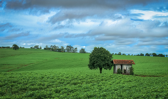 Fields of soybean and the small old barn in Parana State, Brazil.