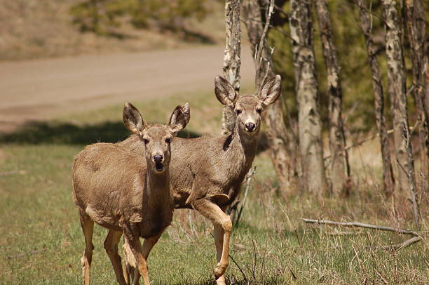 Estes Deer stock photo