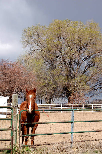 Lone Horse stock photo