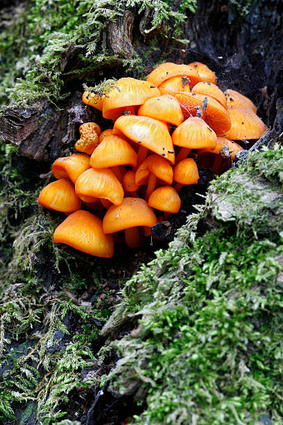 Laranjeira cogumelos - foto de acervo