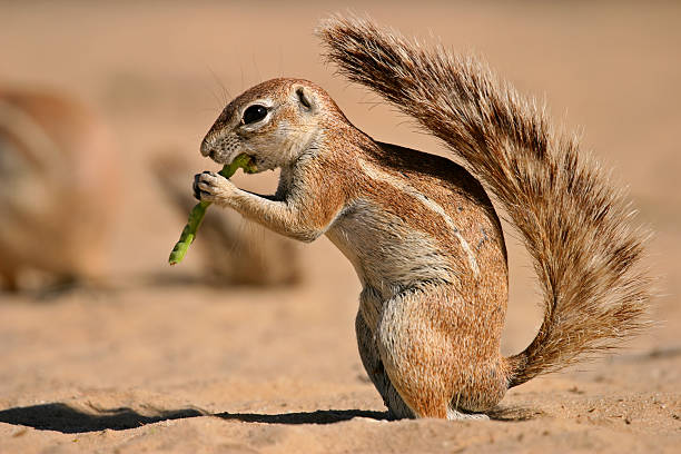 Ground squirrel Ground squirrel (Xerus inaurus) feeding on a pod of a tree, Kalahari, South Africa african ground squirrel stock pictures, royalty-free photos & images